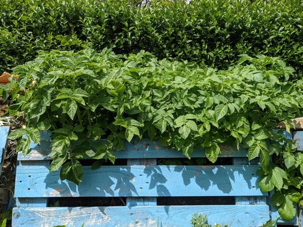 Potato plants growing in my pallet bin.