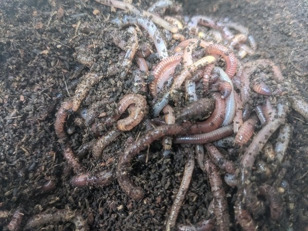 Worms in compost.