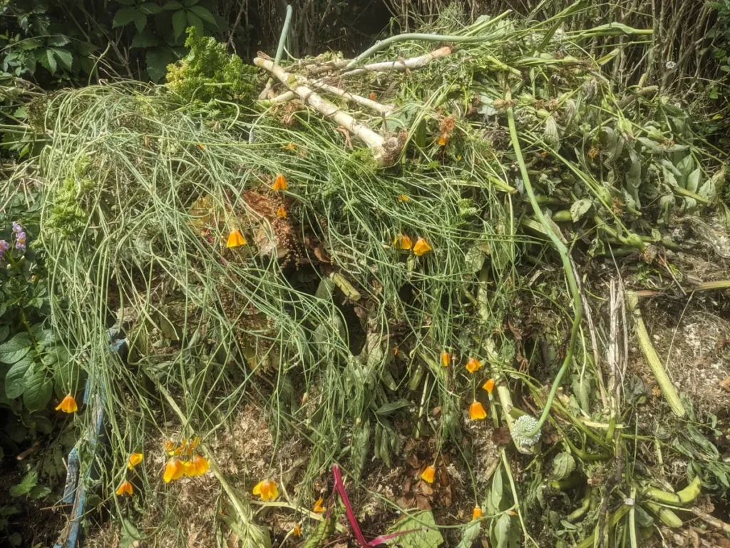 Newly built compost heap.