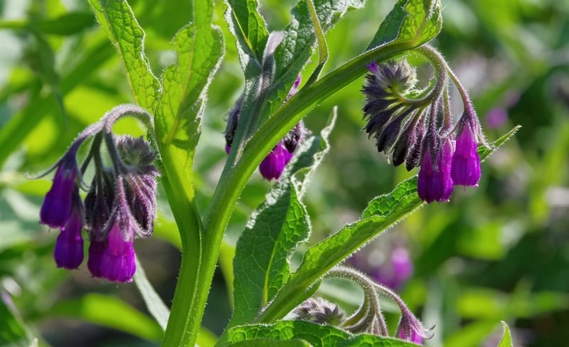 Comfrey plants with vivid violet flowers.