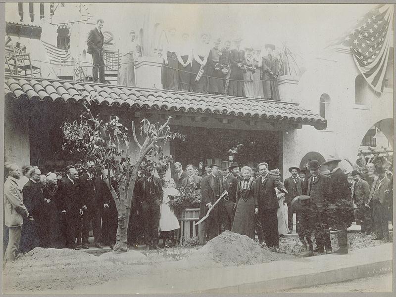 Roosevelt planting a tree in a street. 