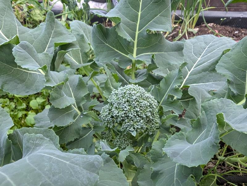 Broccoli pictured in my polytunnel. 