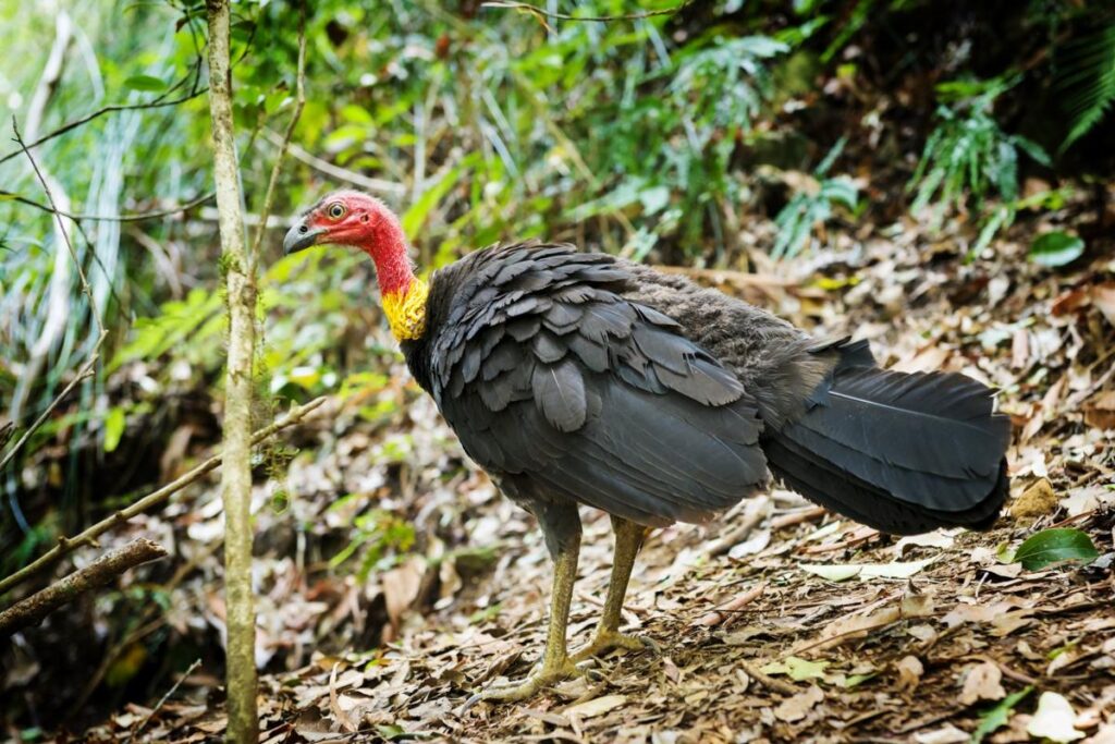 The Brush Turkey
