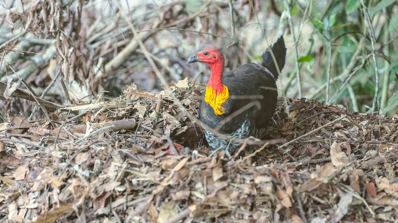 The Bush Turkey on it's mound.