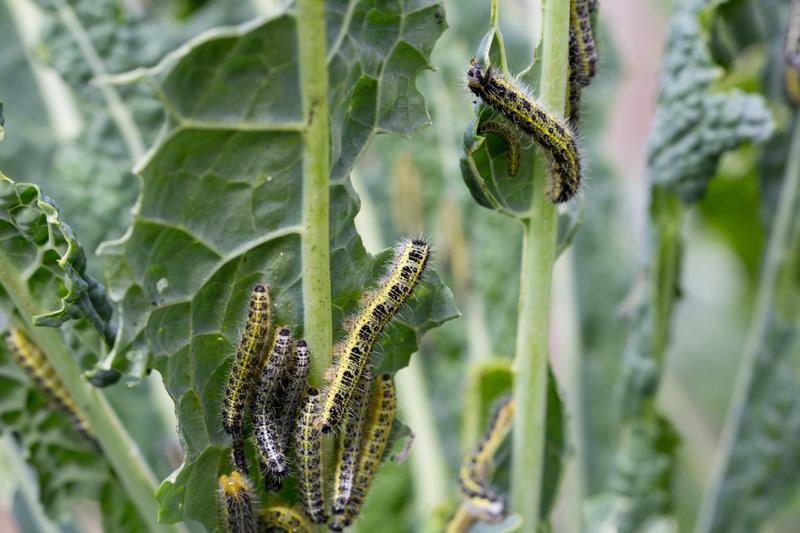 Caterpillars destroying a plant. 