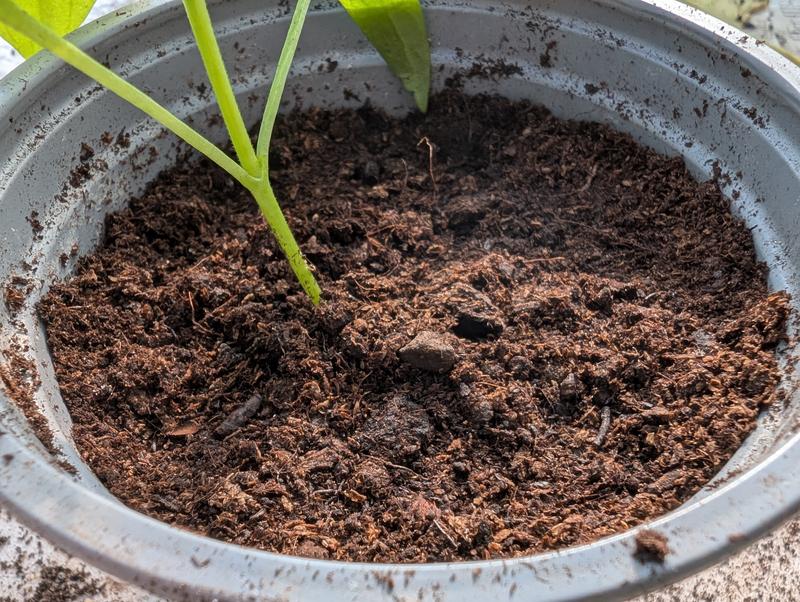 Chilli plant planted in low compost levels. 