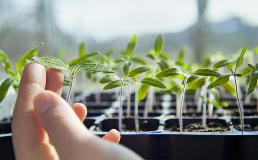 Featured image:: Leggy tomato seedlings.
