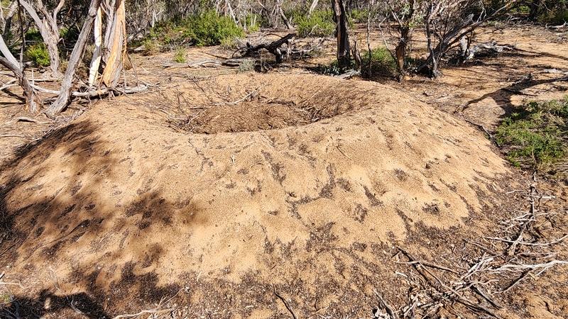 A pit built by a Mallee Fowl
