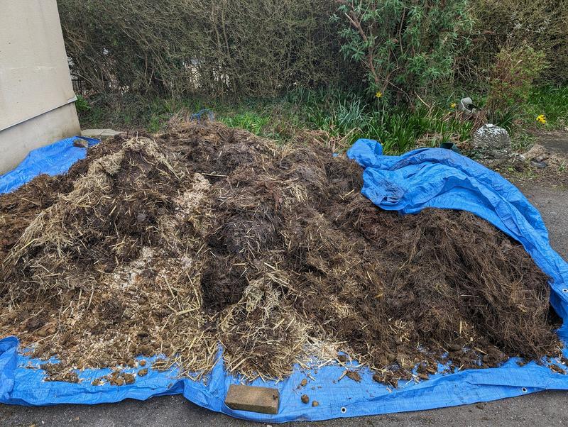 A pile of manure on a blue tarpaulin on my drive.
