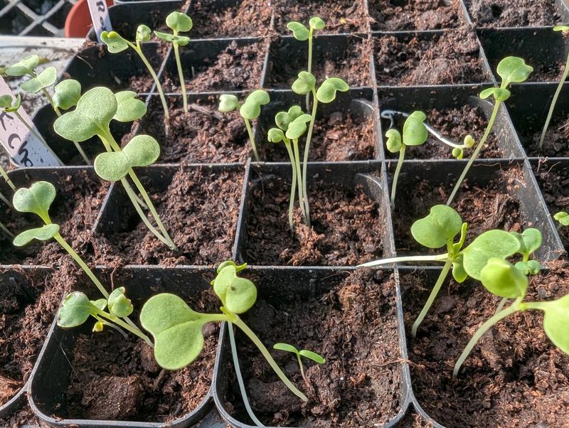 Leggy pak choi seeds. 