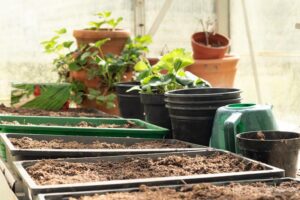 Peat free compost pictured in greenhouse.