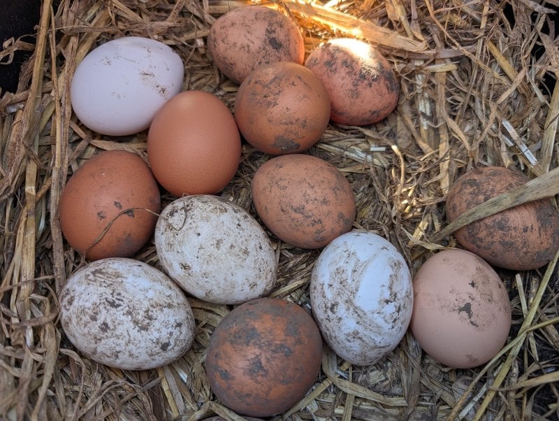 Eggs on straw waiting to be picked. 