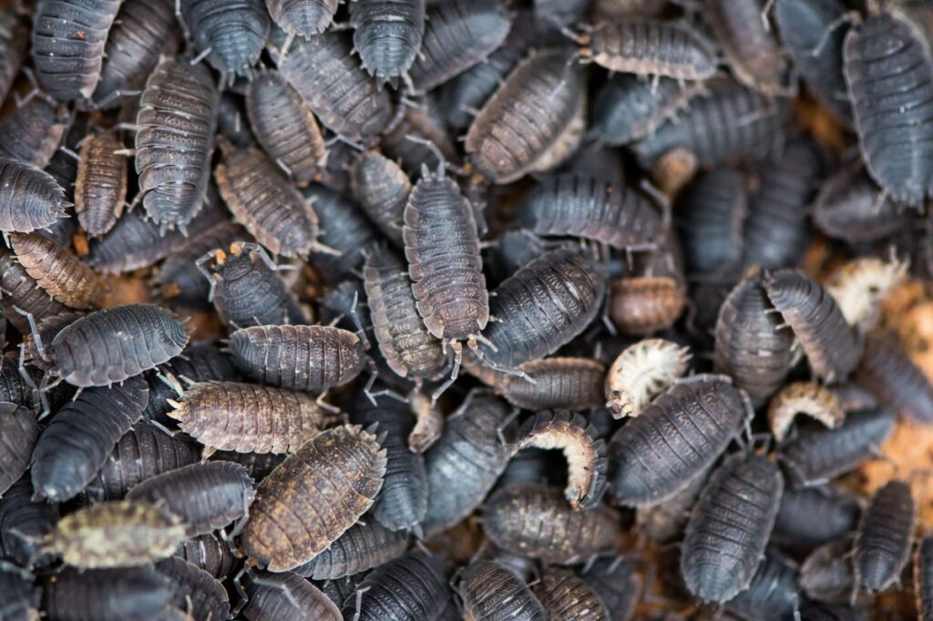 Woodlice featured image.