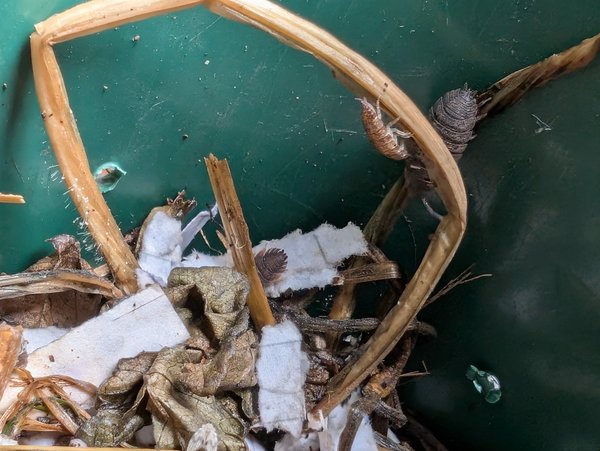 Woodlice in my bin. 