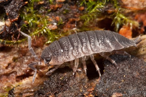 Side view of a wood louse. 