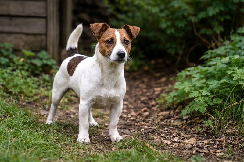 Jack Russell in garden.