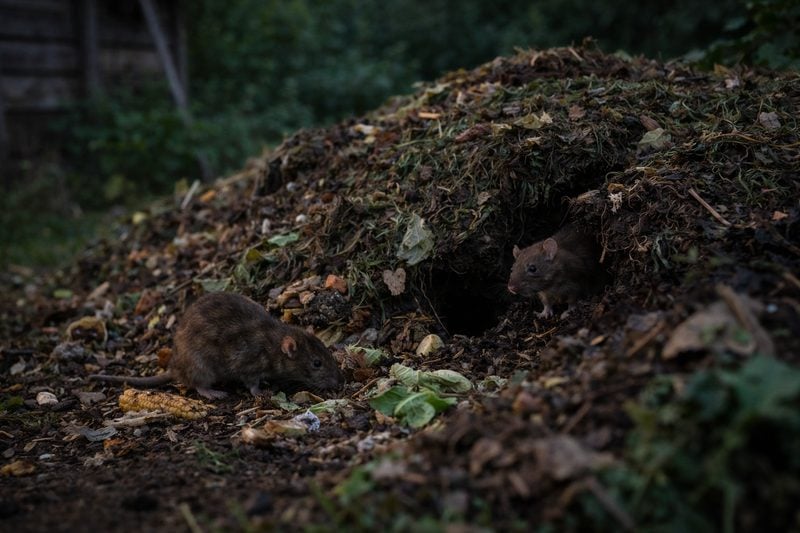 Rats on the compost heap.
