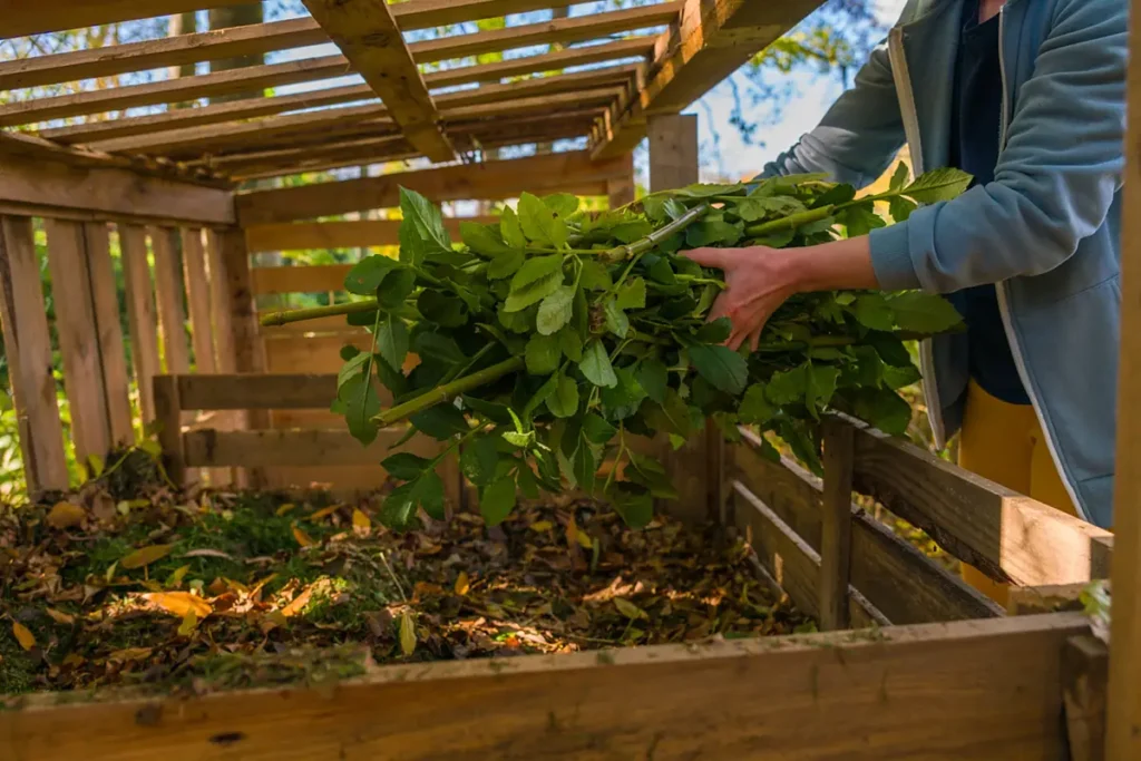 Person adding fresh green plant material to a home made wooden compost bin outdoors