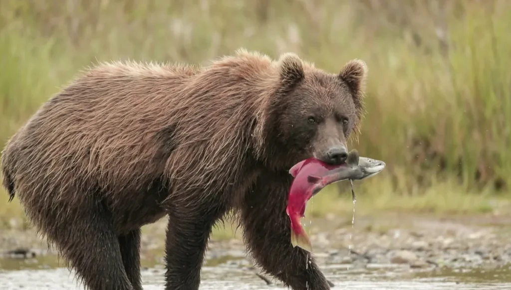Bear with salmon. 