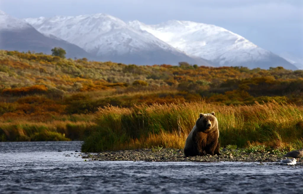 Bear waiting by the river. 