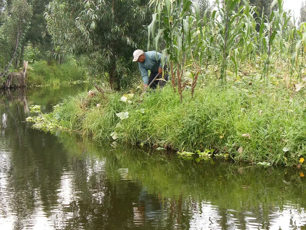 A current chinampa. 