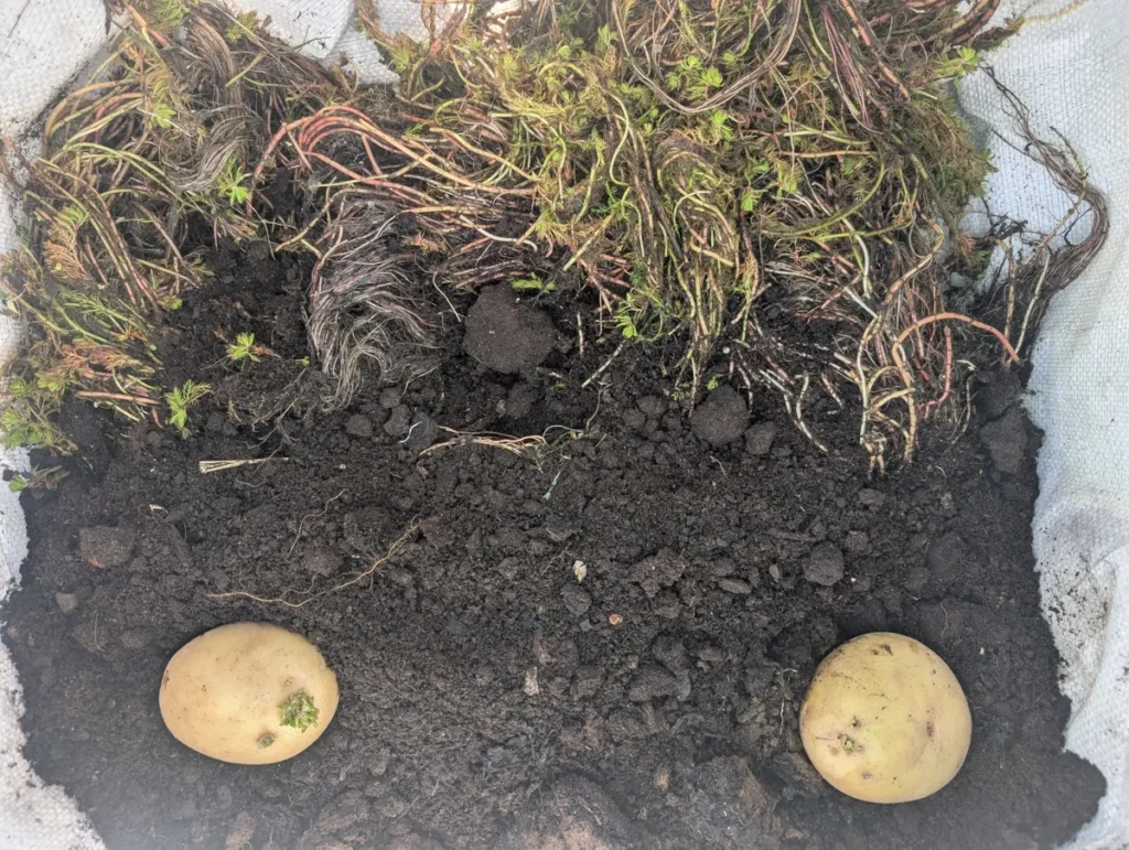 Potatoes sitting on compost above pond weed. 