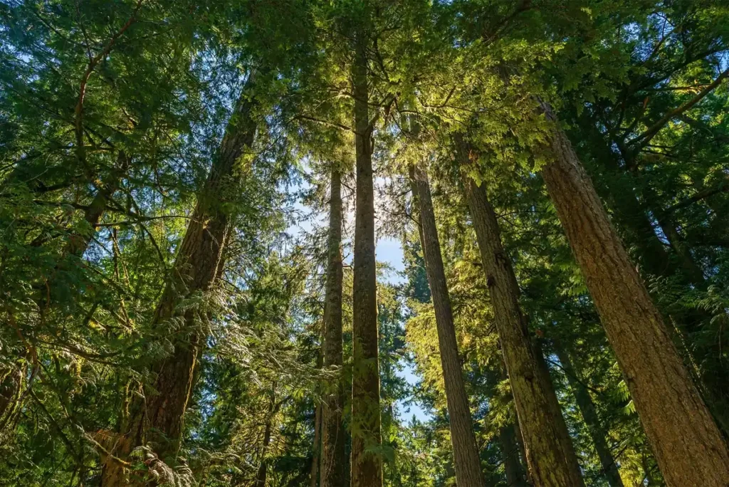 Douglas Fir trees.