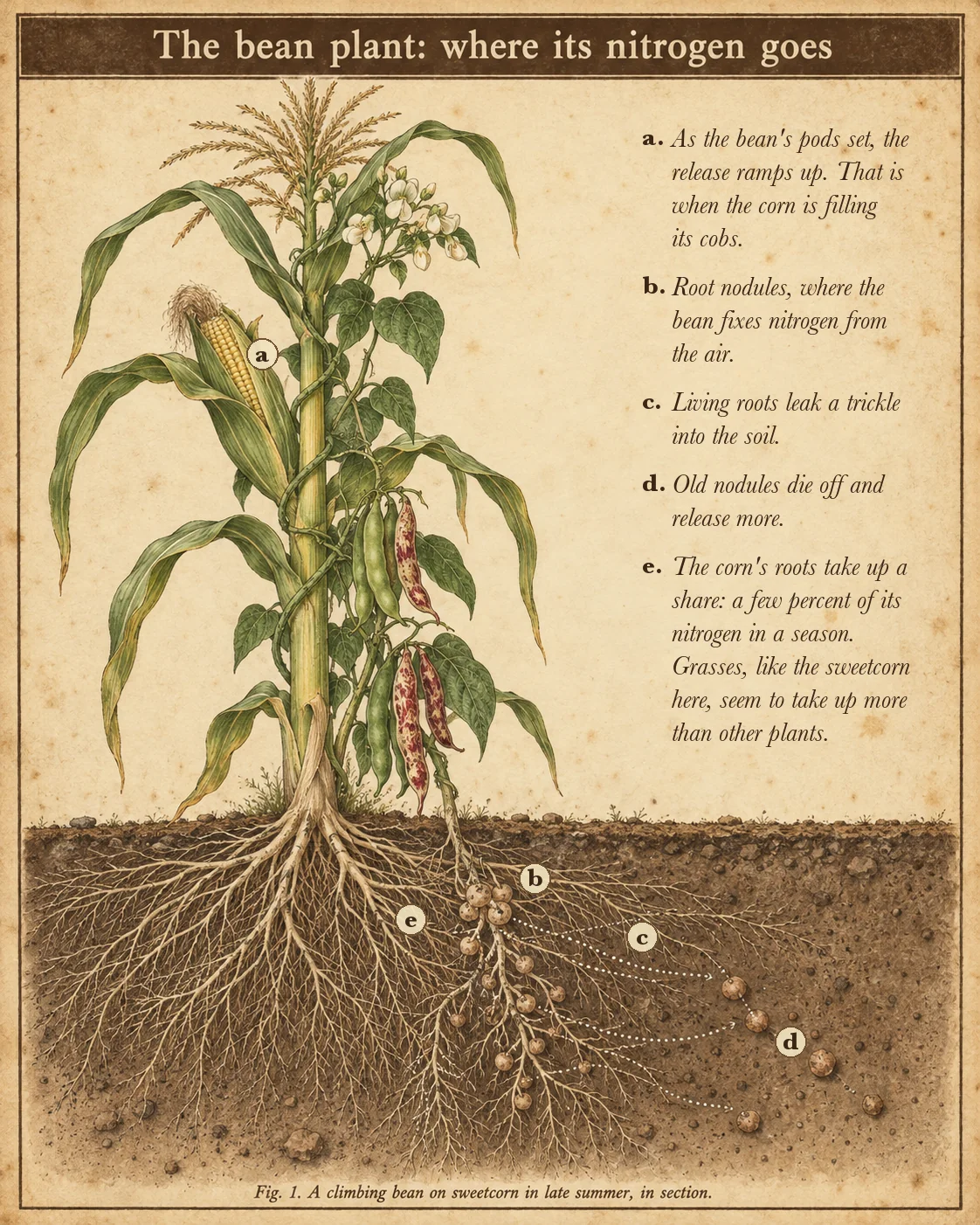 Botanical plate of a climbing bean on sweetcorn in cross-section, with a key: root nodules fix nitrogen, living roots leak a little into the soil, old nodules die off and release more, the release ramps up as the pods set, and the corn roots take up a few percent of their nitrogen in a season