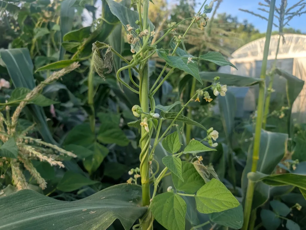 A French bean twining up a sweetcorn stem in a three sisters bed