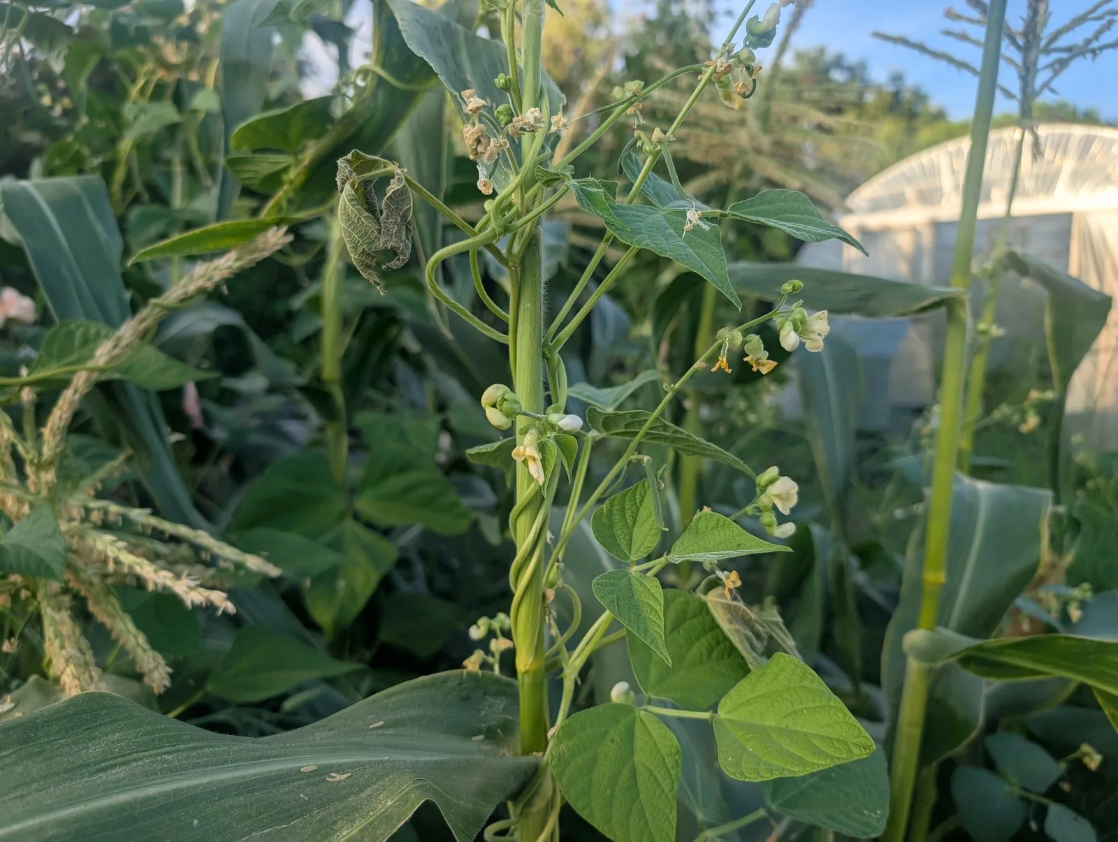 A French bean twining up a sweetcorn stem in a three sisters bed