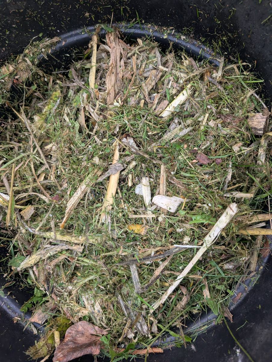 A compost bin filled with chopped corn stalks mixed through grass clippings