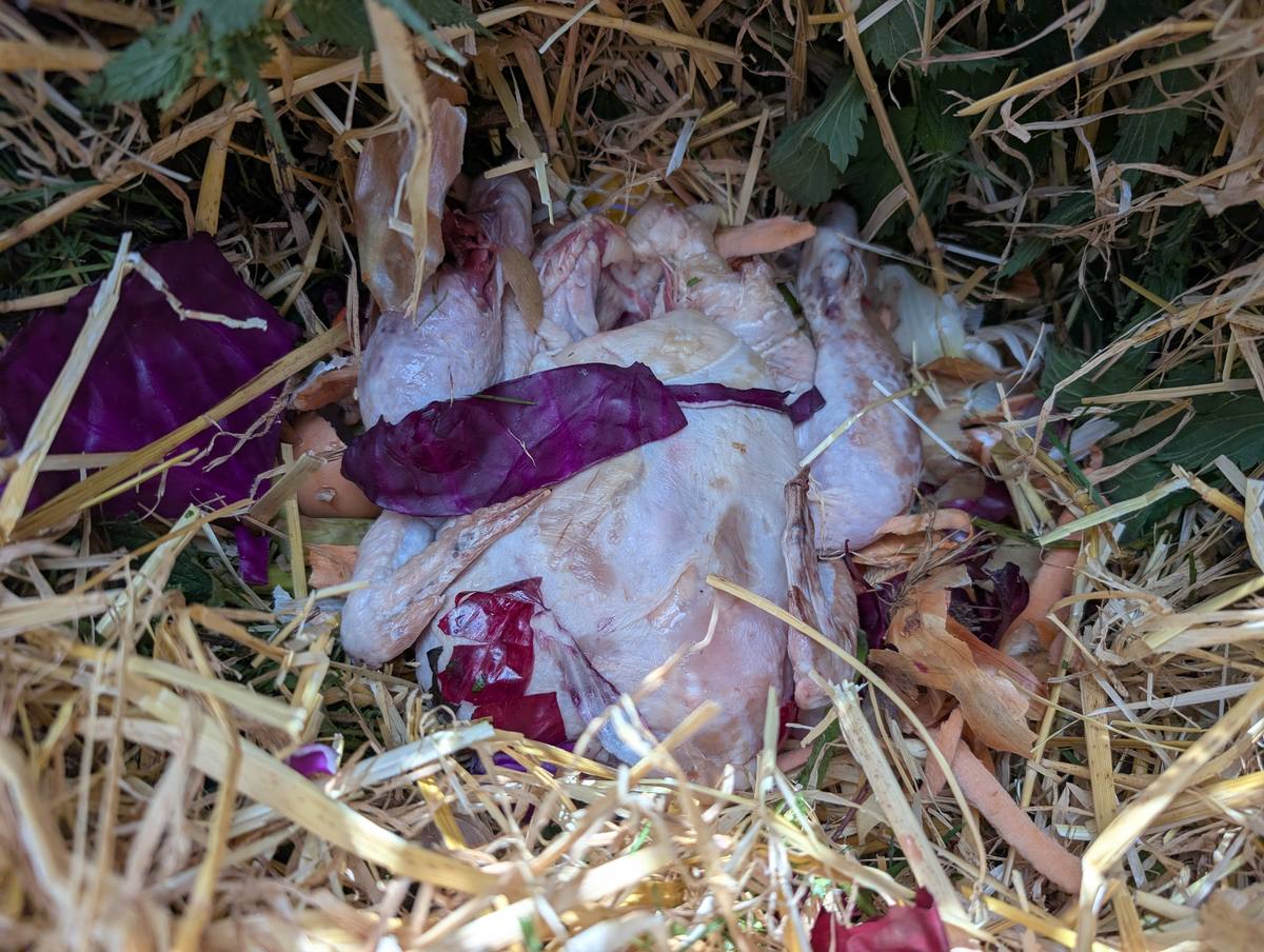 A whole raw chicken lying on straw and grass clippings inside a compost bin
