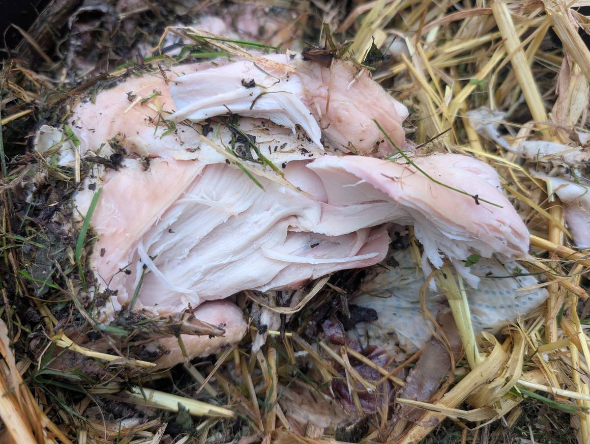 Cooked white chicken meat pulled open, lying on straw and dark compost
