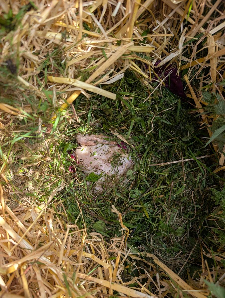 A whole chicken almost hidden under grass clippings and straw in a compost bin