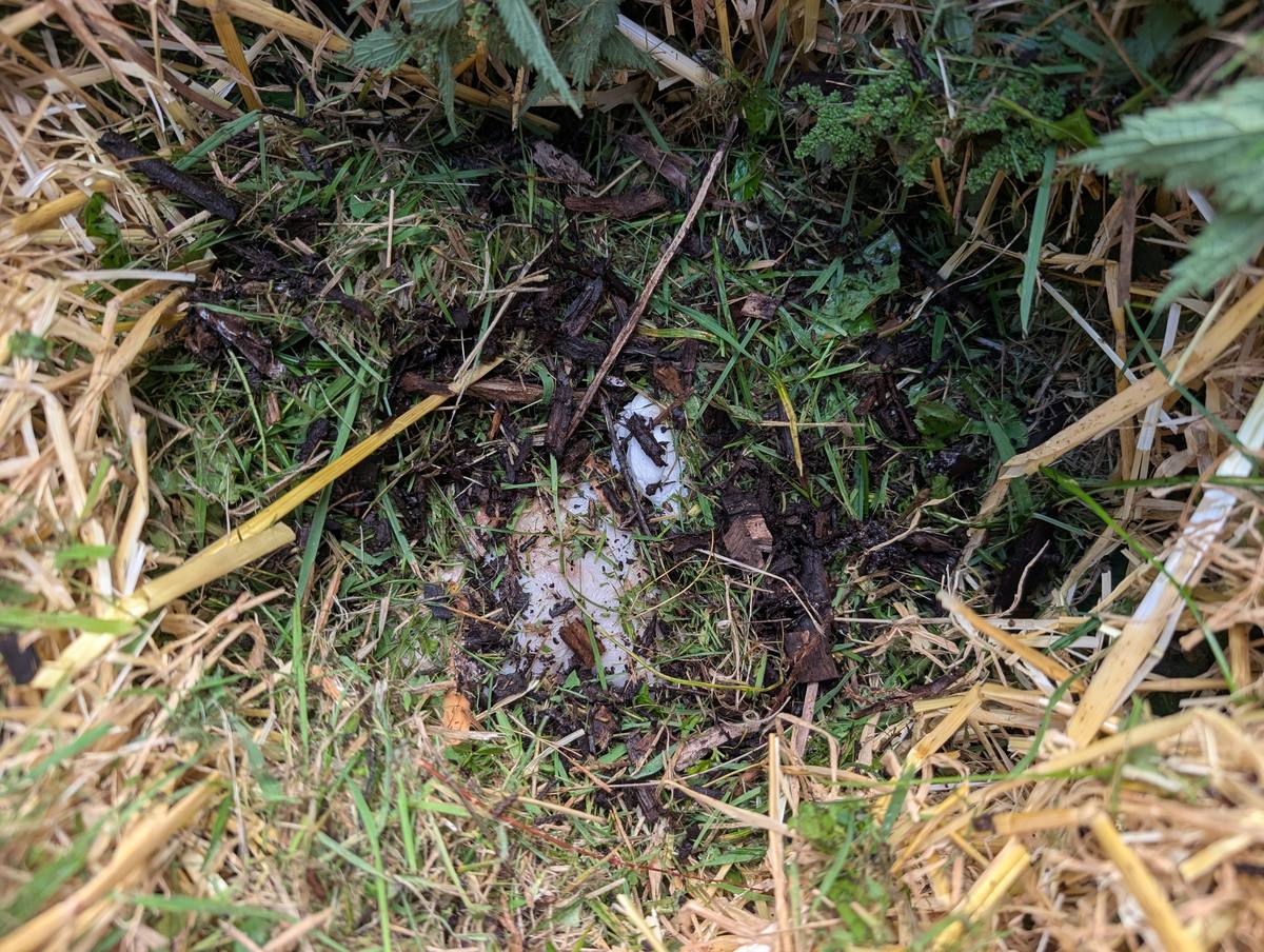 Grass clippings, straw and woody material covering the spot where the chicken was buried