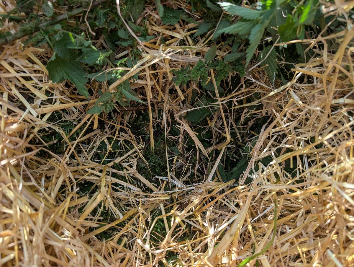 Fresh grass clippings and straw layered inside a Geobin compost bin