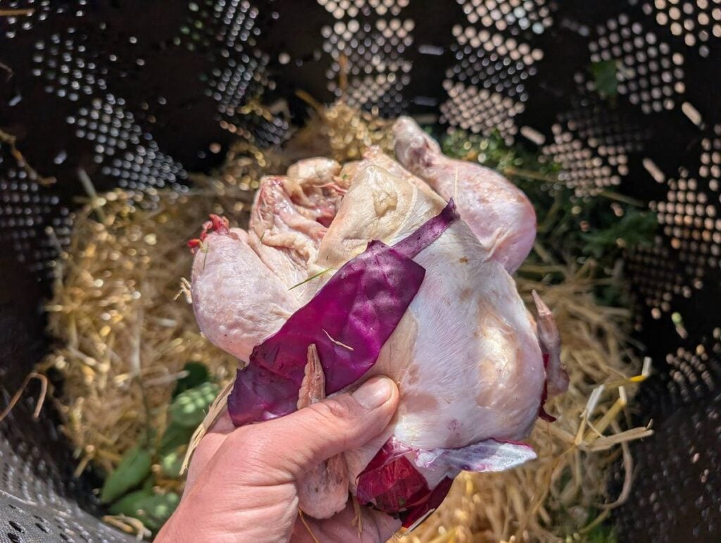 A whole raw chicken held above a compost bin filled with straw and grass clippings