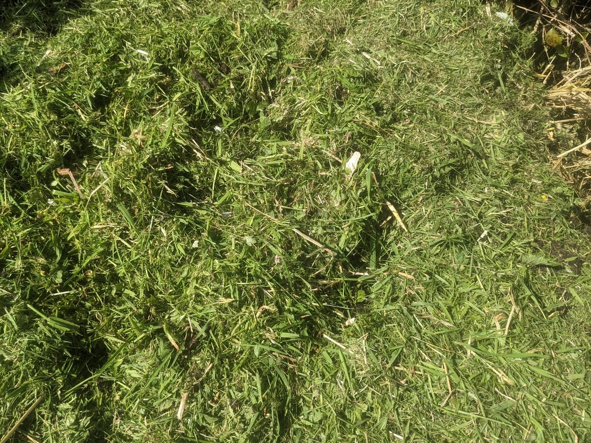 Close up of fresh green grass clippings matted together after mowing