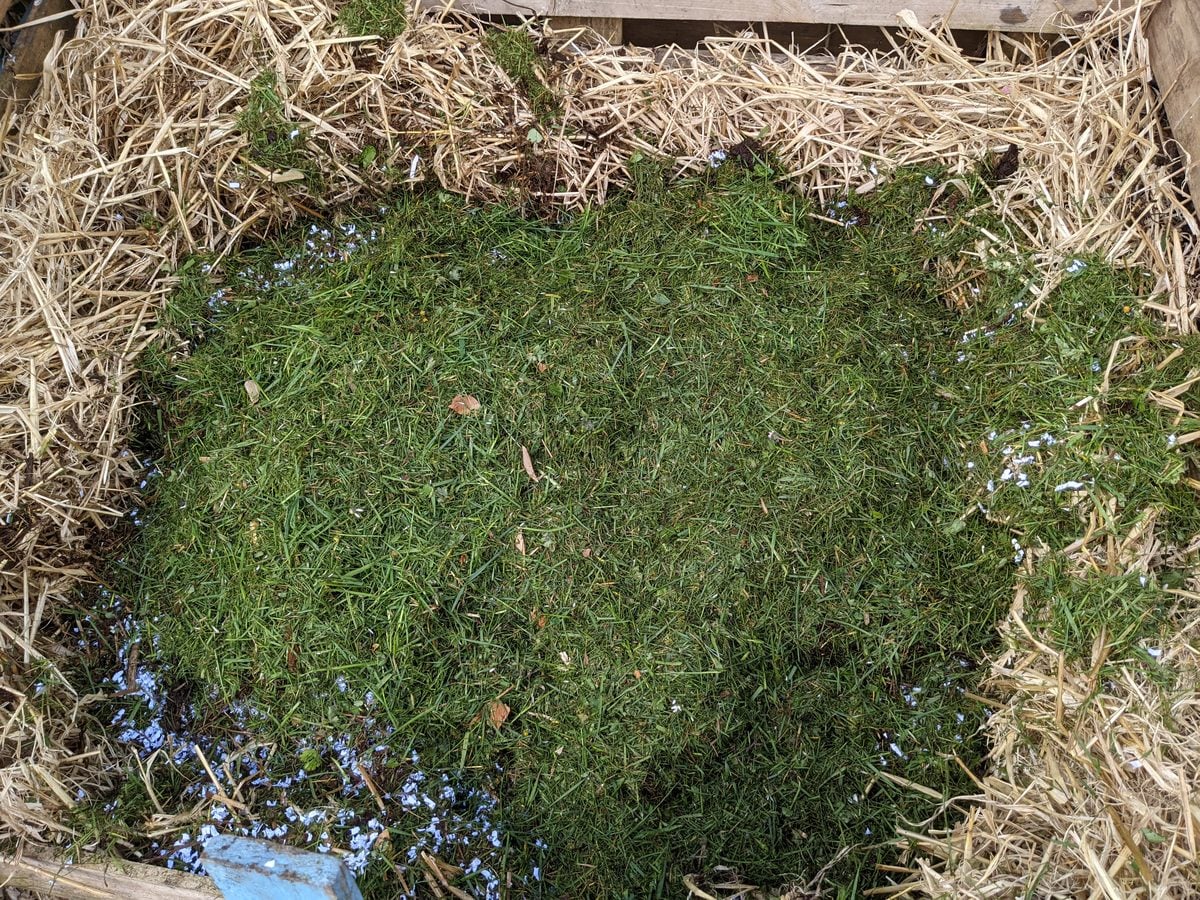 Fresh grass clippings in a wooden pallet compost bin surrounded by straw
