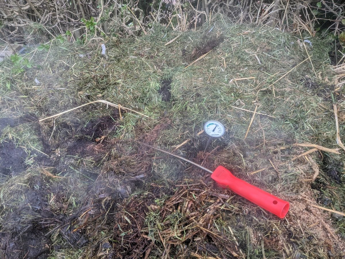 Steam rising from a compost heap of grass clippings with a compost thermometer in it