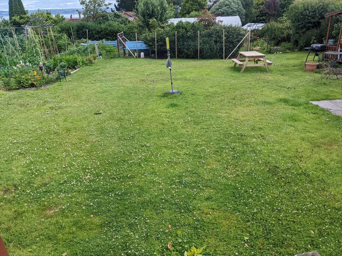 A lawn full of white clover and daisies left unfertilised