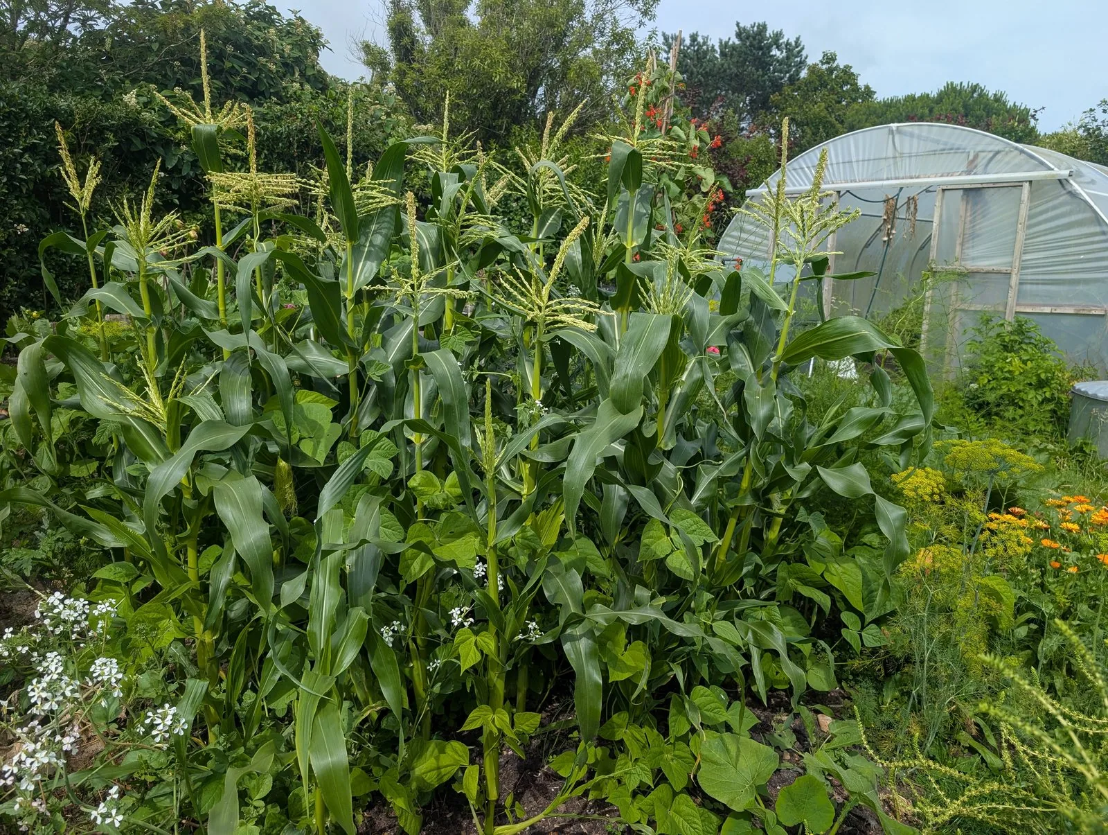 The sweetcorn and bean bed in July, polytunnel behind