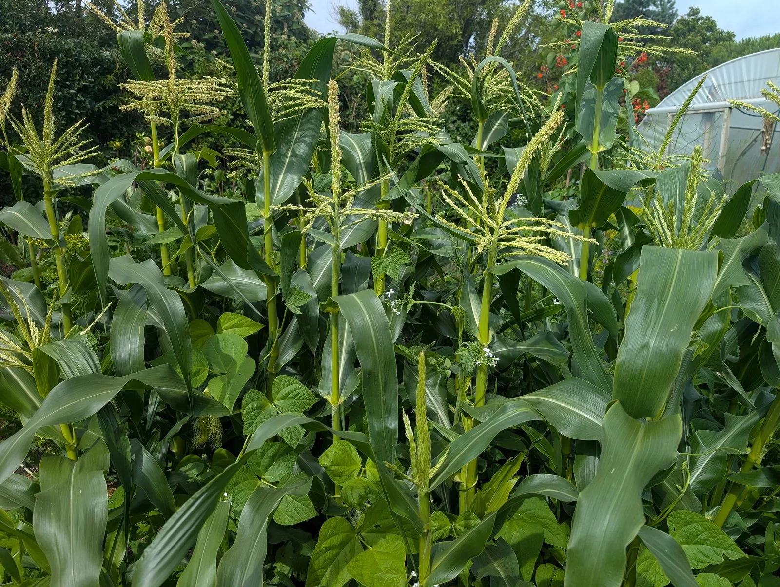 Sweetcorn in tassel with beans climbing the stems, July