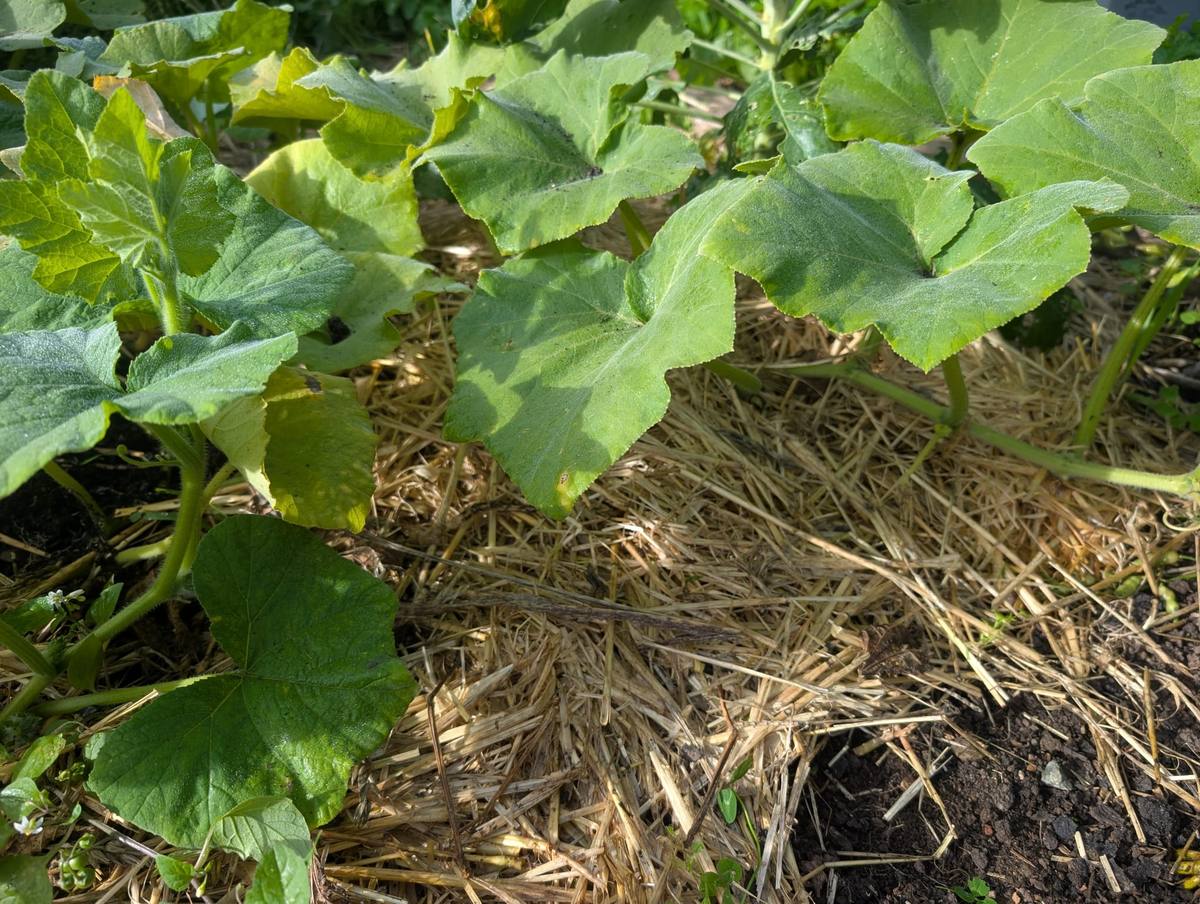 Squash plants growing through a mulch of dried grass and straw