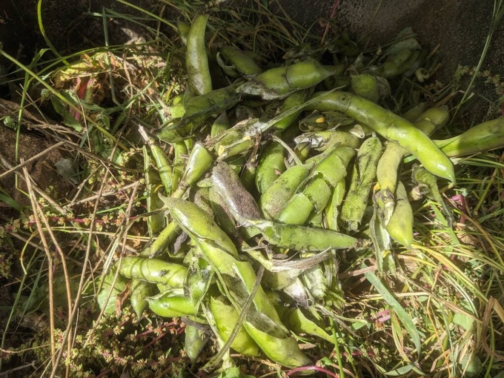 A pile of green fava bean pods on the ground