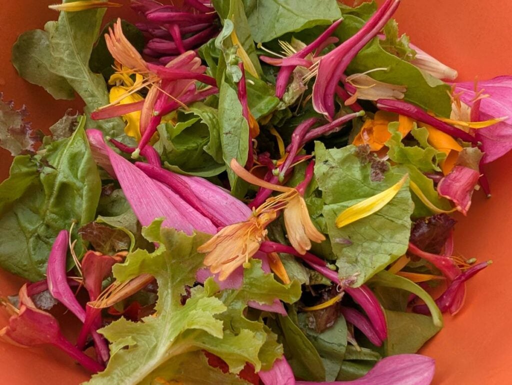 A bowl of mixed salad leaves scattered with pink, orange and yellow edible flower petals