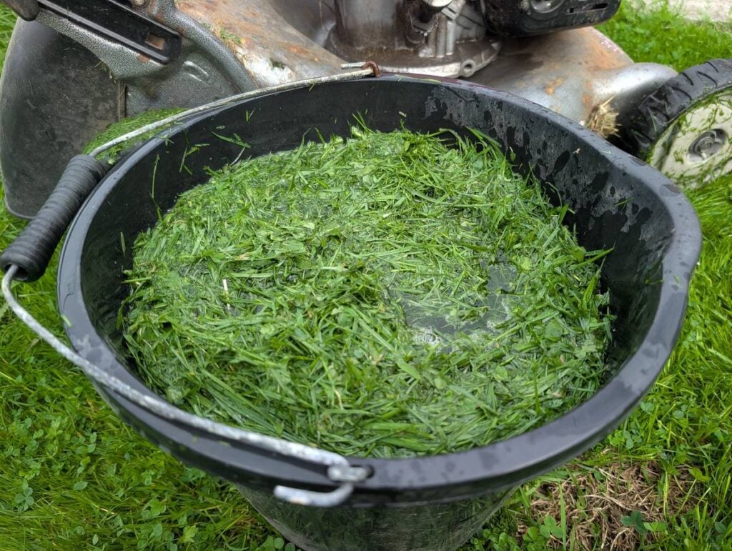 Fresh grass clippings in a black bucket beside a petrol lawnmower