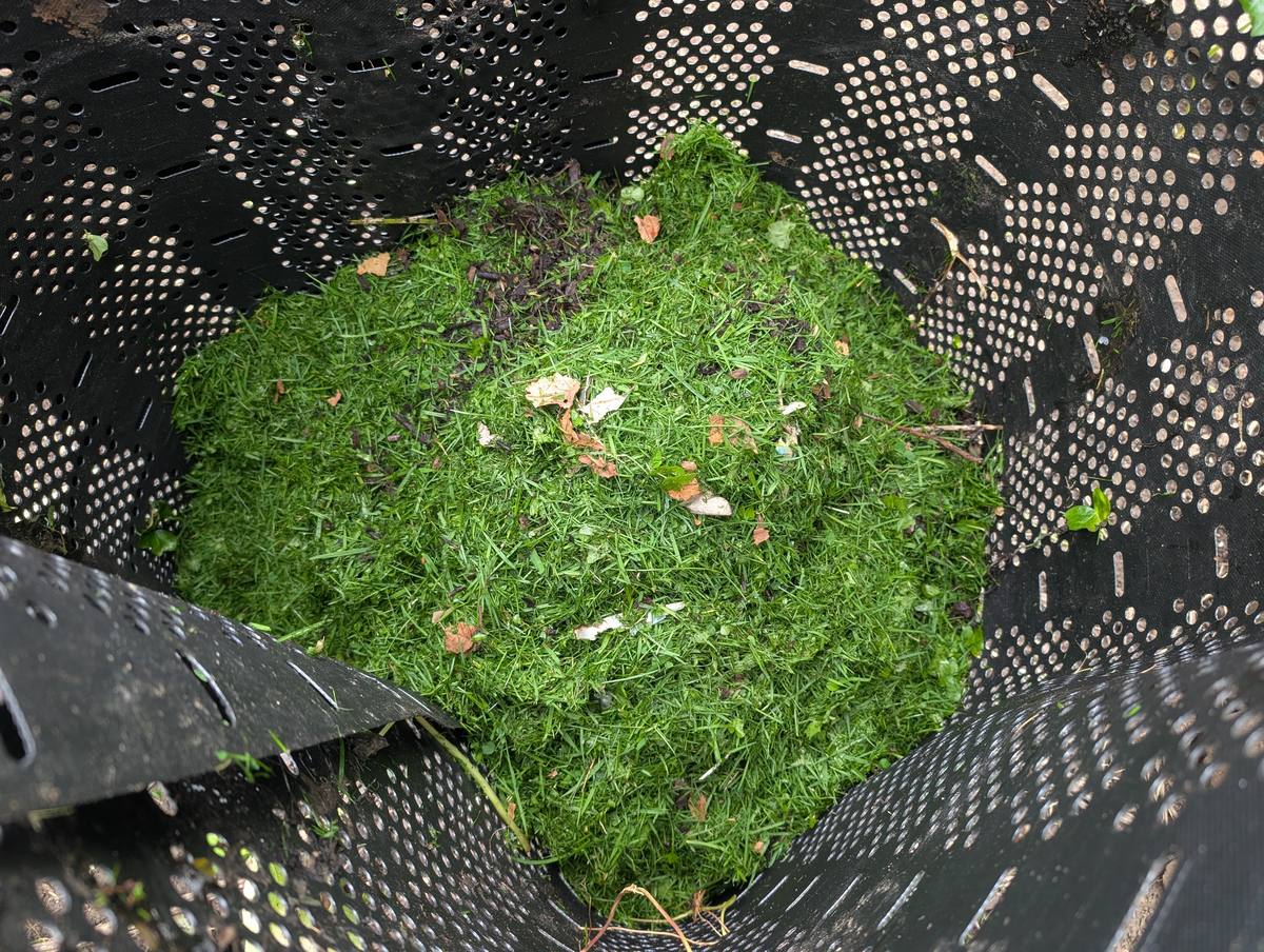 Fresh grass clippings piled into a black mesh compost bin