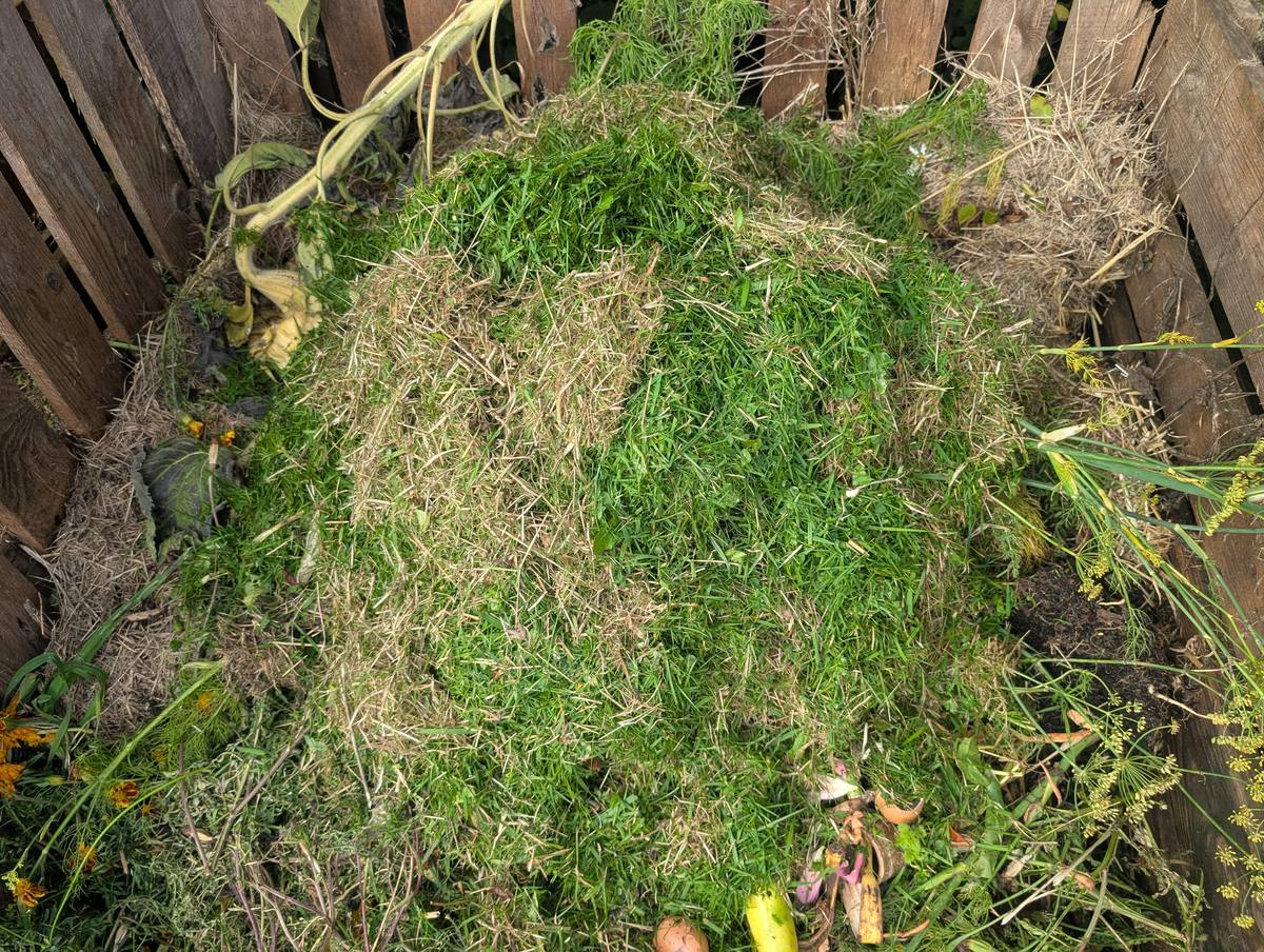 Grass clippings in a pallet bay, dry and straw-coloured on top with green grass still showing underneath