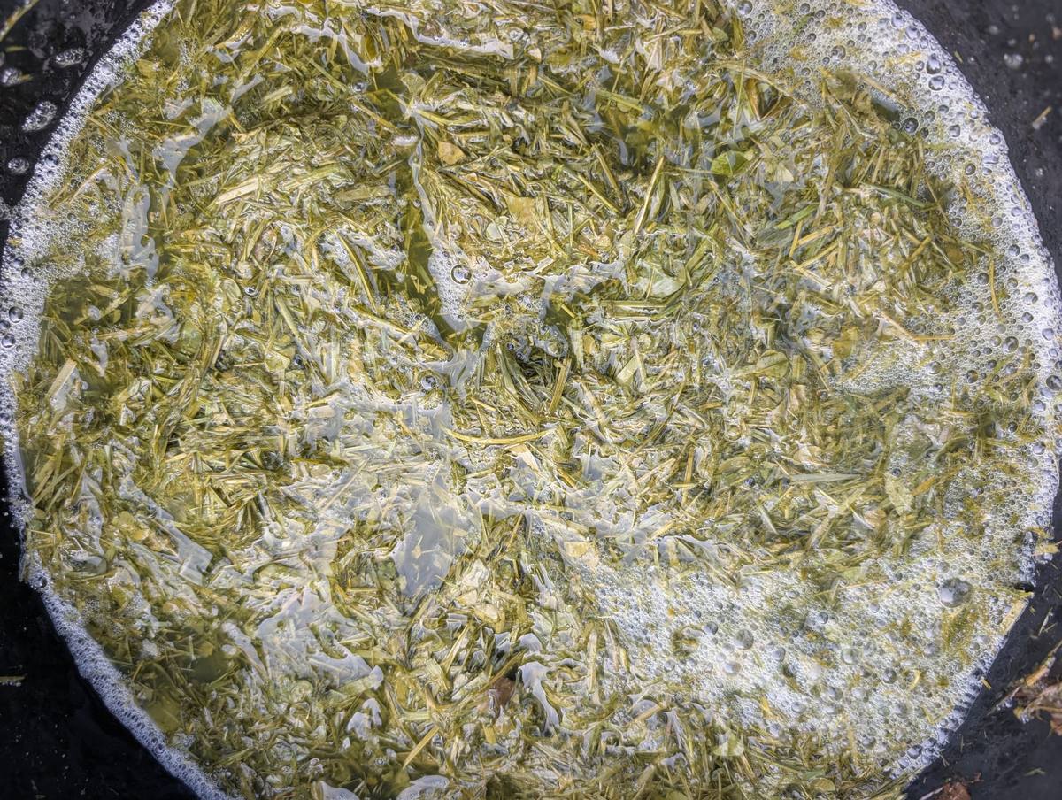 Homemade grass fertiliser in a bucket, with a yellow-green layer of soaked clippings on the surface
